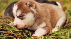 Animals Dogs canine Siberian
