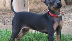 Animals Dogs chihuahua