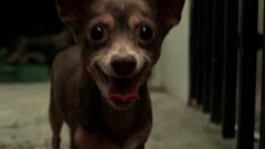 Animals Dogs chihuahua