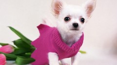 Animals Dogs chihuahua