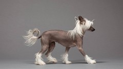 Animals Dogs chinese crested powderpuff chinese crested dog