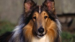 Animals Dogs collie