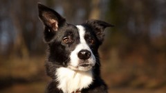 Animals Dogs collie border collies