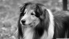 Animals Dogs collie grayscale rough collie