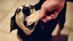 Animals Dogs cookies I Love You