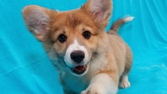 Animals Dogs corgi
