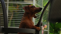 Animals Dogs dachshund