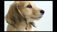 Animals Dogs dachshund