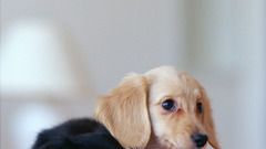 Animals Dogs dachshund animal