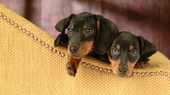 Animals Dogs dachshund couch pets