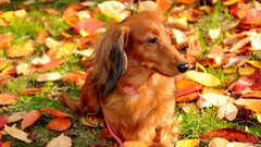 Animals Dogs dachshund hound