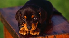 Animals Dogs dachshund pets