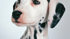 Animals Dogs Dalmatians