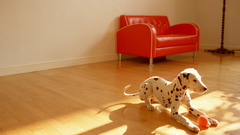 Animals Dogs Dalmatians