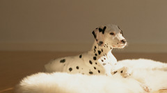 Animals Dogs Dalmatians