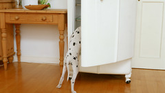 Animals Dogs Dalmatians