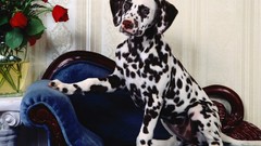 Animals Dogs Dalmatians