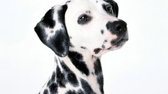 Animals Dogs Dalmatians