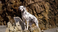 Animals Dogs Dalmatians