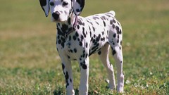 Animals Dogs Dalmatians