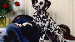 Animals Dogs Dalmatians