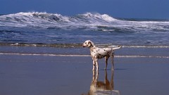 Animals Dogs Dalmatians Beaches
