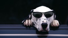 Animals Dogs Dalmatians sunglasses