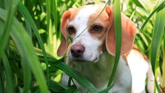 Animals Dogs digital camera