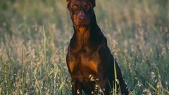 Animals Dogs doberman