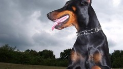 Animals Dogs doberman Doberman Pinscher