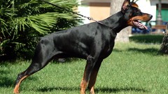 Animals Dogs doberman Doberman Pinscher