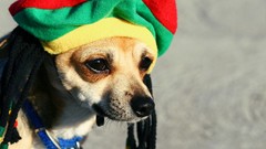 Animals Dogs dreads rasta