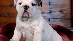 Animals Dogs english bulldog