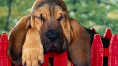 Animals Dogs fences Bloodhound