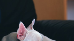 Animals Dogs french bulldog