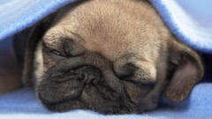 Animals Dogs funny pets sleeping dogs