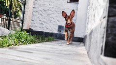 Animals Dogs Garden dog ears