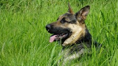 Animals Dogs German shepherd