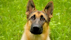 Animals Dogs German shepherd