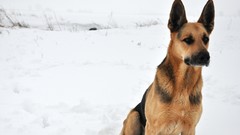 Animals Dogs German shepherd