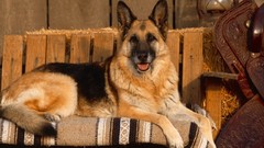 Animals Dogs German shepherd