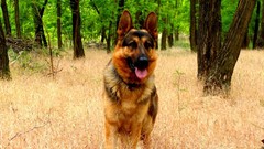Animals Dogs German shepherd forests