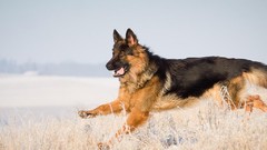Animals Dogs German shepherd outdoors jumping pets