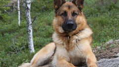 Animals Dogs German shepherd outdoors pets