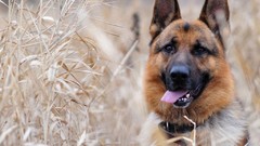Animals Dogs German shepherd outdoors pets