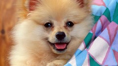 Animals Dogs German spitz