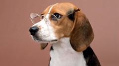 Animals Dogs glasses beagle