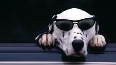 Animals Dogs glasses Dalmatians