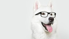 Animals Dogs glasses funny tongue smiling akita Simple 