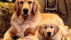 Animals Dogs golden retriever